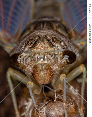 Adult Giant Cicada 82876243