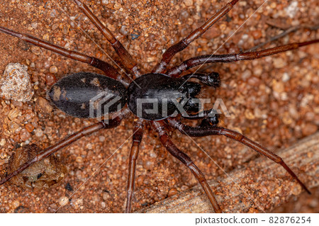 Male Adult Ant mimic Sac Spider 82876254