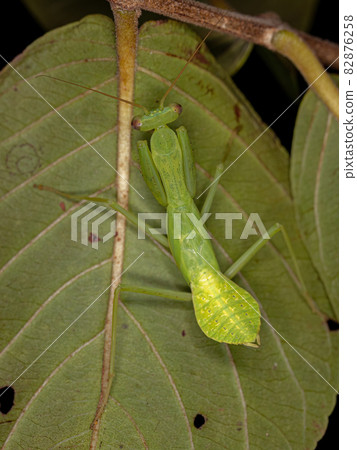 Green Photinaid Mantis Nymph 82876258