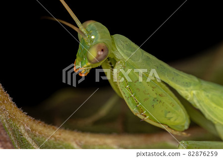 Green Photinaid Mantis Nymph 82876259