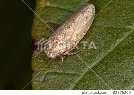 Small Typical Leafhopper 82876260