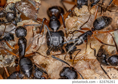 Adult Female Carpenter Ant 82876261
