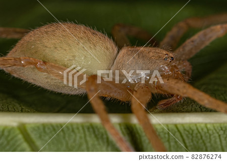 Yellow Huntsman Spider Yellow Huntsman Spider 82876274