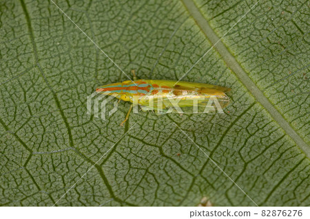 Adult Typical Leafhopper 82876276
