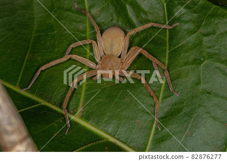 Yellow Huntsman Spider 82876277