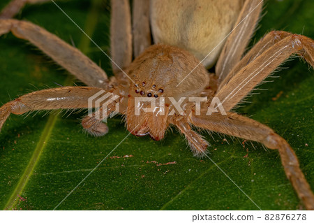 Yellow Huntsman Spider 82876278