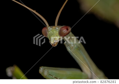 Small Green Mantid 82876281