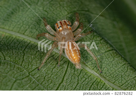 Small Jumping Spider 82876282