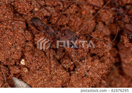 Adult Atta Leaf-cutter Ant 82876295