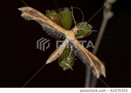 Adult Plume Moth Adult Plume Moth 82876305