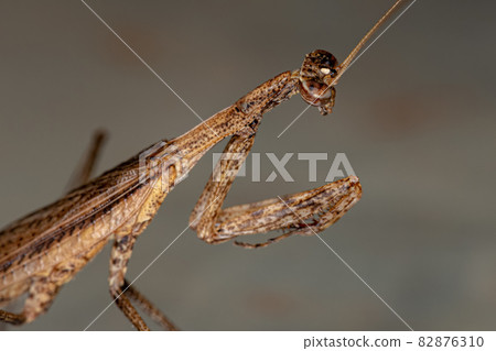Adult Thespid Mantis Adult Thespid Mantis 82876310