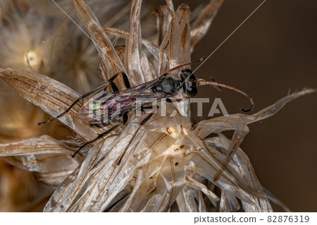 Adult Spider Wasp 82876319