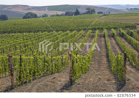 Tuscany's most famous vineyards near town Montalcino in Italy 82876334