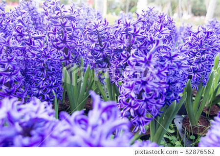 hyacinth 82876562