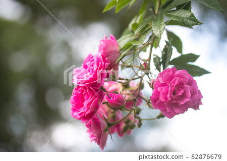 Hanging roses Hanging roses 82876679