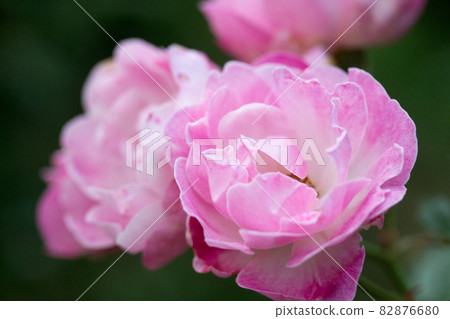 垂掛的玫瑰花 82876680