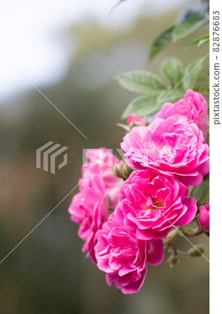 Hanging roses 82876683