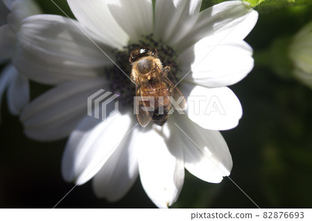 Bee collecting nectar 82876693