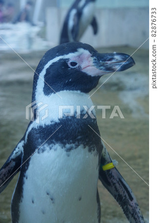 洪堡企鵝可愛動物城崎海洋世界企鵝 82876733