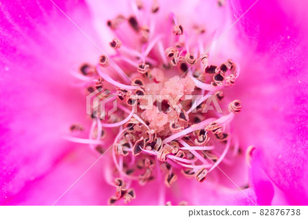 Flower Flower 82876738