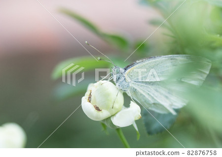 Butterfly sucking nectar Butterfly sucking nectar 82876758