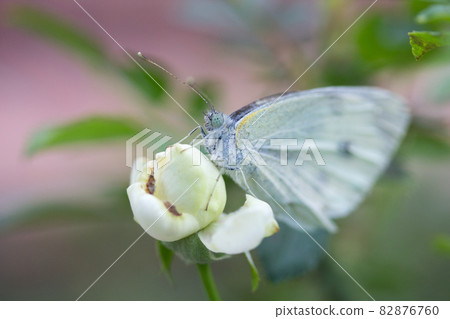 Butterfly sucking nectar 82876760