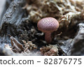 Mushroom 82876775