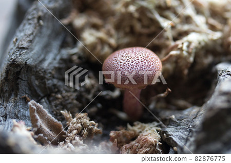 香菇 香菇 82876775