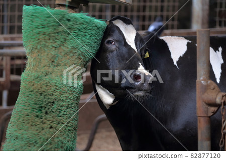 Scratching the back of the ear with a roller machine Scratching the back of the ear with a roller machine 82877120