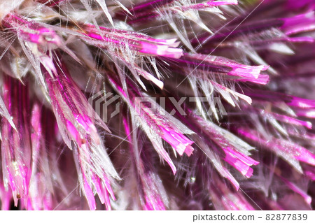 Macro of the feathery petal leaves on a Joey Plant Macro of the feathery petal leaves on a Joey Plant 82877839