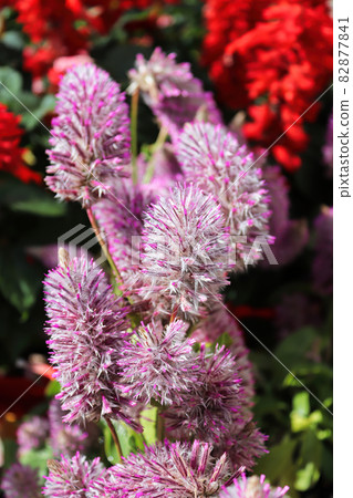 Vertical photo of pink Joey Plant flower stems Vertical photo of pink Joey Plant flower stems 82877841