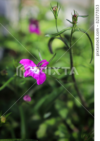 Closeup of pink lobelia tobacco flowers blooming Closeup of pink lobelia tobacco flowers blooming 82877853