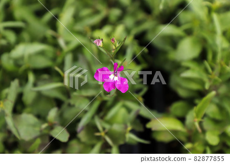 Closeup of pink lobelia tobacco flowers blooming Closeup of pink lobelia tobacco flowers blooming 82877855