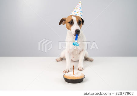 Funny dog Jack Russell Terrier dressed in a birthday cap holding a whistle on a white background. The puppy sits at the table in front of the Candle Pie 82877903