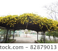 Yellow flowers 82879013