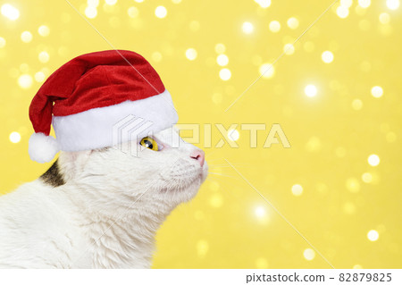 Curious cat in red santa claus hat looking up isolated on yellow background. Christmas Banner with copy space. Funny cat portrait 82879825