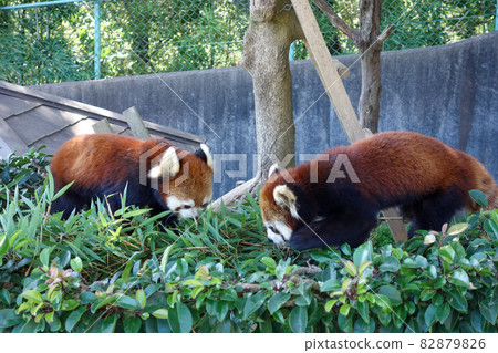 Red panda during meals Nishiyama Animal, Sabae City 82879826