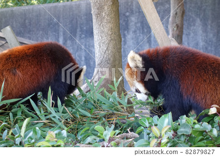 Red panda during meals Nishiyama Animal, Sabae City Red panda during meals Nishiyama Animal, Sabae City 82879827