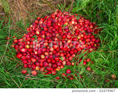 Bunch of red apples are piled on the green grass. Harvesting apples. 82879967