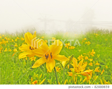 A yellow lily blooming on a plateau in the fog 82880659