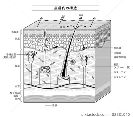顯示皮膚內部結構的插圖。日本符號。單色。 82881040
