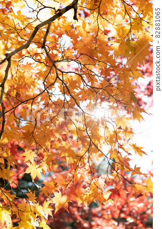 Autumn leaves Autumn leaves 82881065