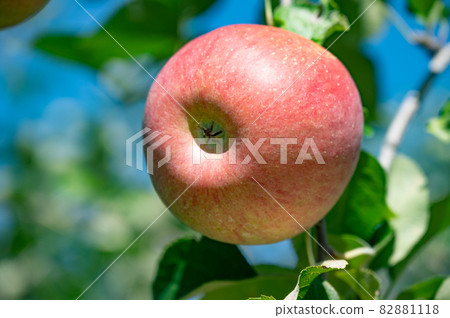 Now is the harvest season for apples Now is the harvest season for apples 82881118