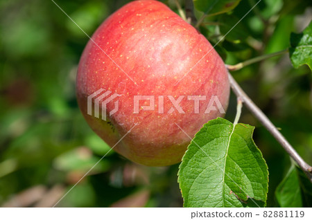 Now is the harvest season for apples 82881119