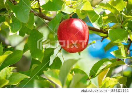 Now is the harvest season for apples 82881131