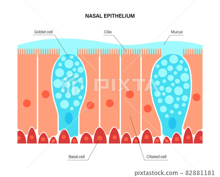 Nasal epithelium concept Nasal epithelium concept 82881181