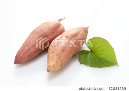 薩摩氏族（Anno氏族） 82881289