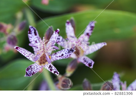 A pretty flower of the Lesser Cuckoo in the garden A pretty flower of the Lesser Cuckoo in the garden 82881306