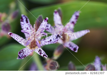 花園裡一朵漂亮的小杜鵑花 82881307
