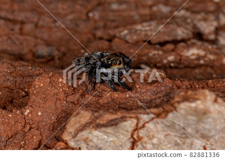 Small jumping spider 82881336